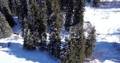 雪山和针叶林.. 用无人机从空中<strong>射击</strong>。